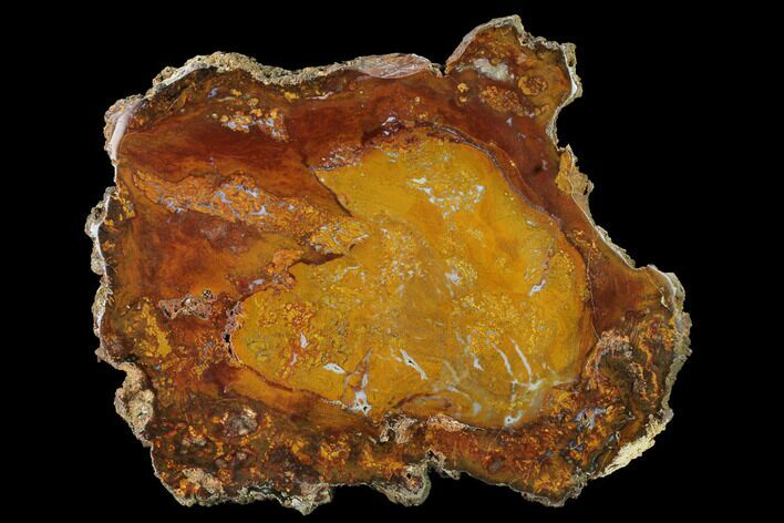 Colorful, Hubbard Basin Petrified Wood Slab - Nevada #166063